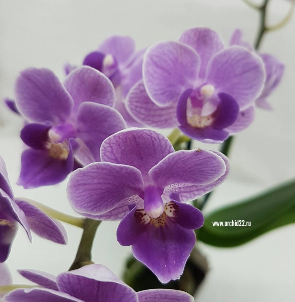Орхидея Вайолет Квин