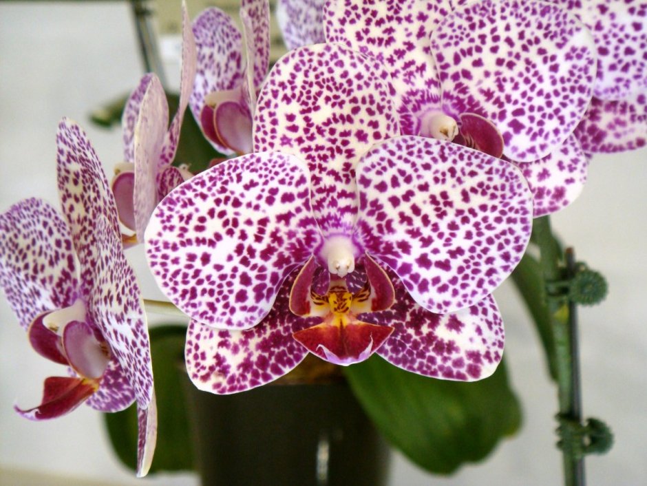 Виолет квин орхидея