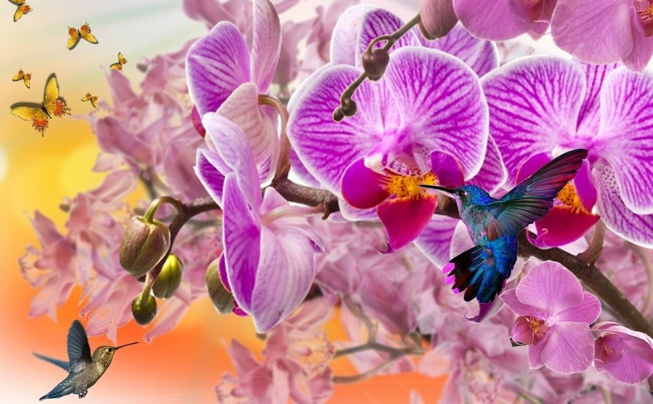 Орхидея Colibri