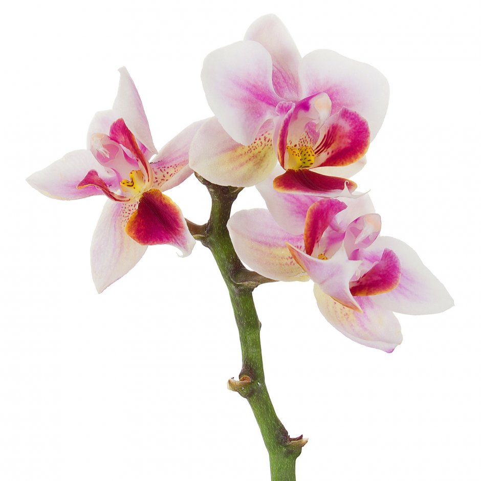 Колибри Орхидея фаленопсис