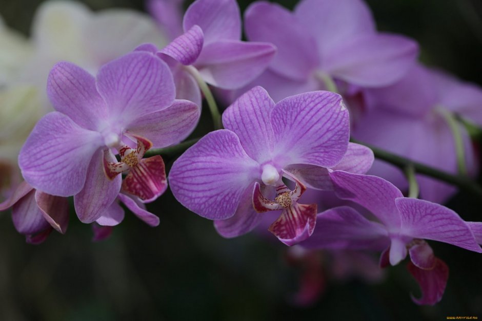 Систематика орхидеи фаленопсис