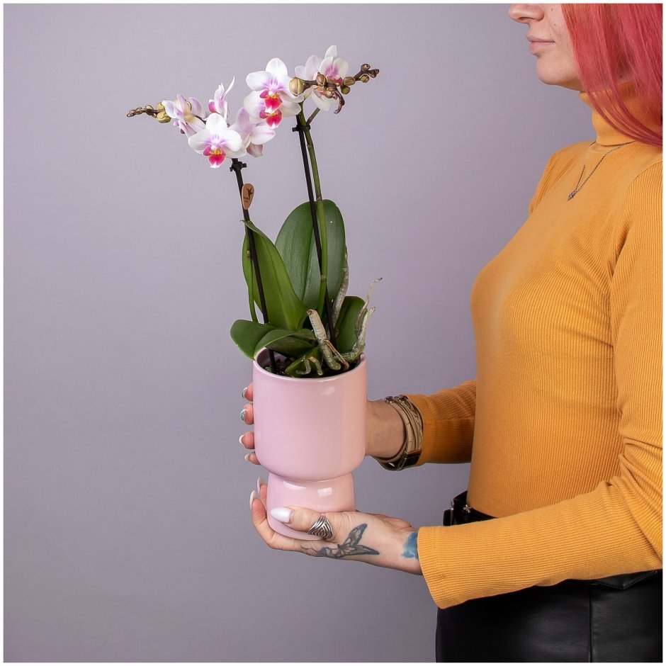 Орхидея фаленопсис лайм
