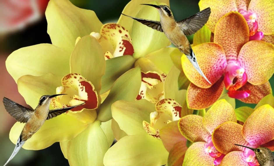 Колибри Орхидс