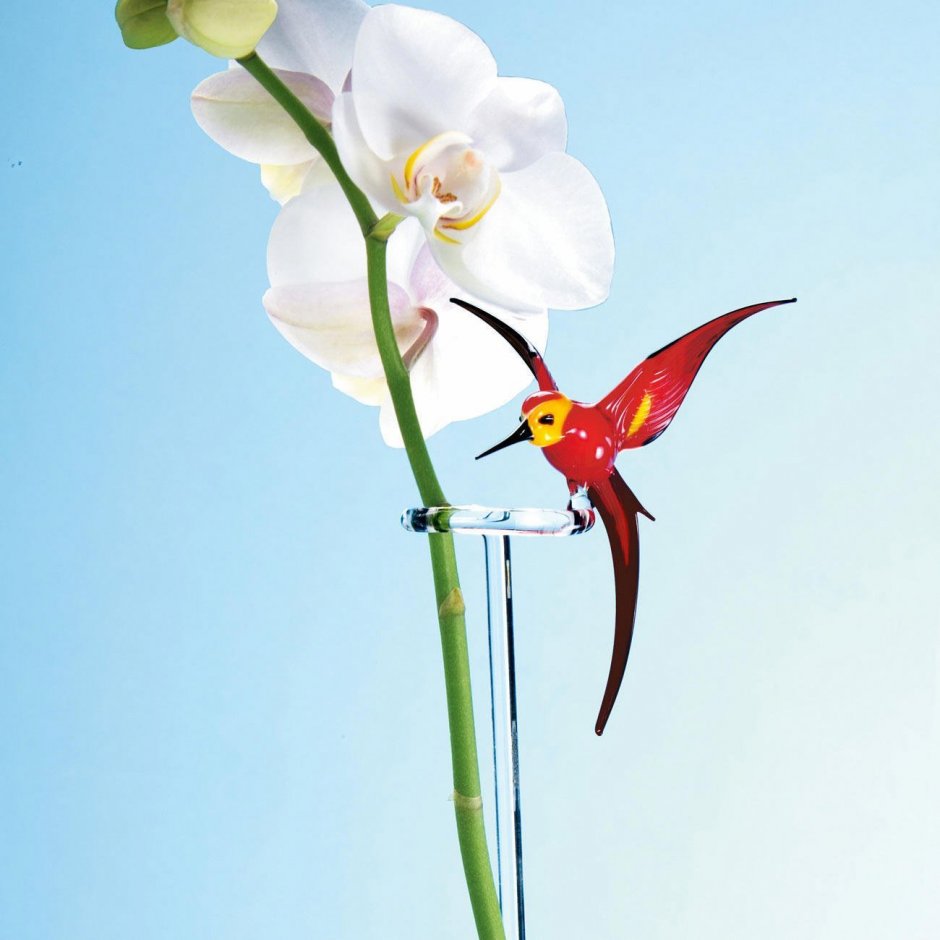 Цветок Колибри Хуа