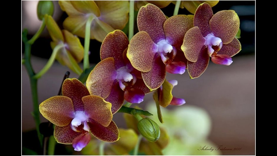 Орхидеи и Колибри Dimensions 35237