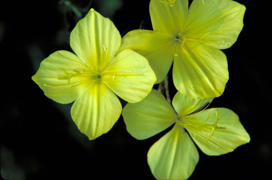 Желтые цветы с четырьмя лепестками