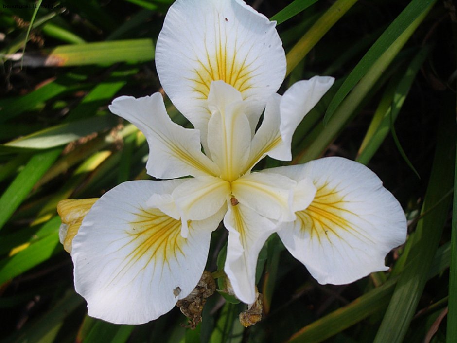 Ирис цветок симметрия