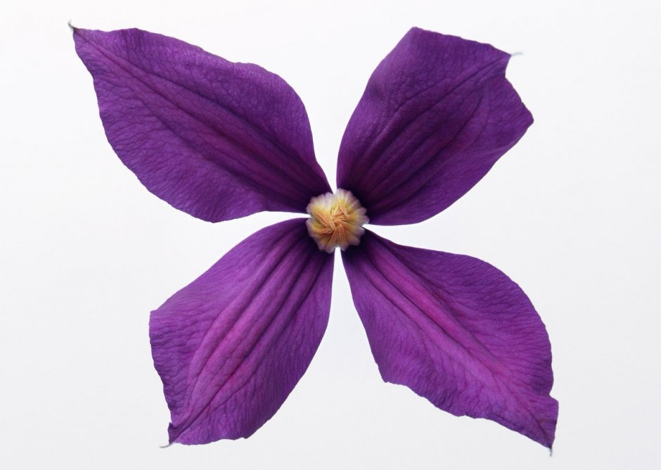 Клематис фиолетовый 4 лепестковый
