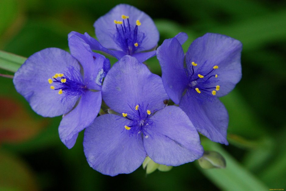 Традесканция голубые цветы