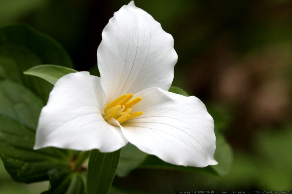 Цветок с тремя белыми лепестками