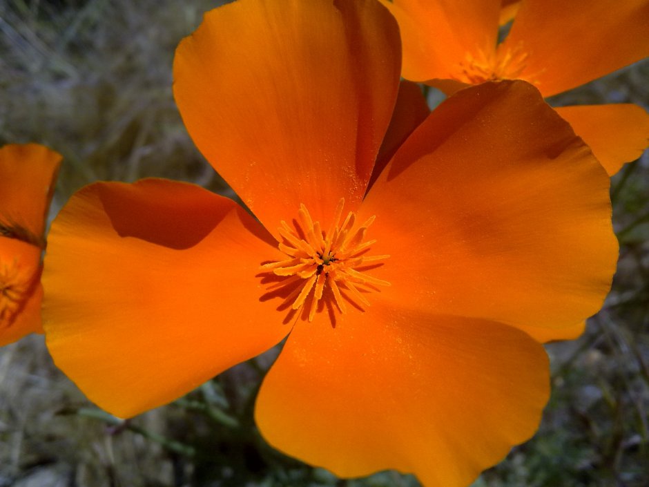 Цветок с оранжевыми лепестками