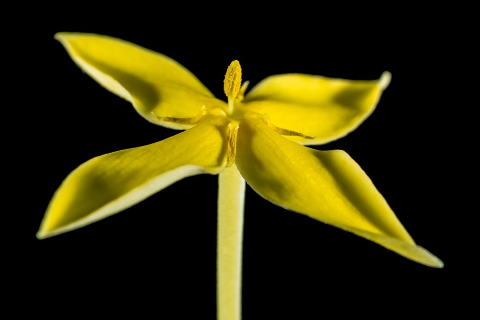 Желтый цветок с острыми лепестками