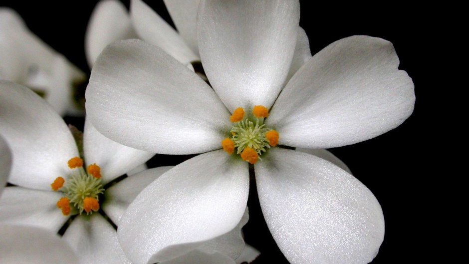 Белый цветок с пятью лепестками