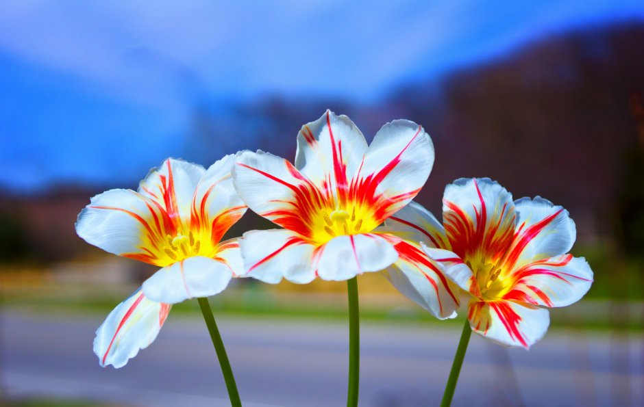 Цветок с тремя цветками