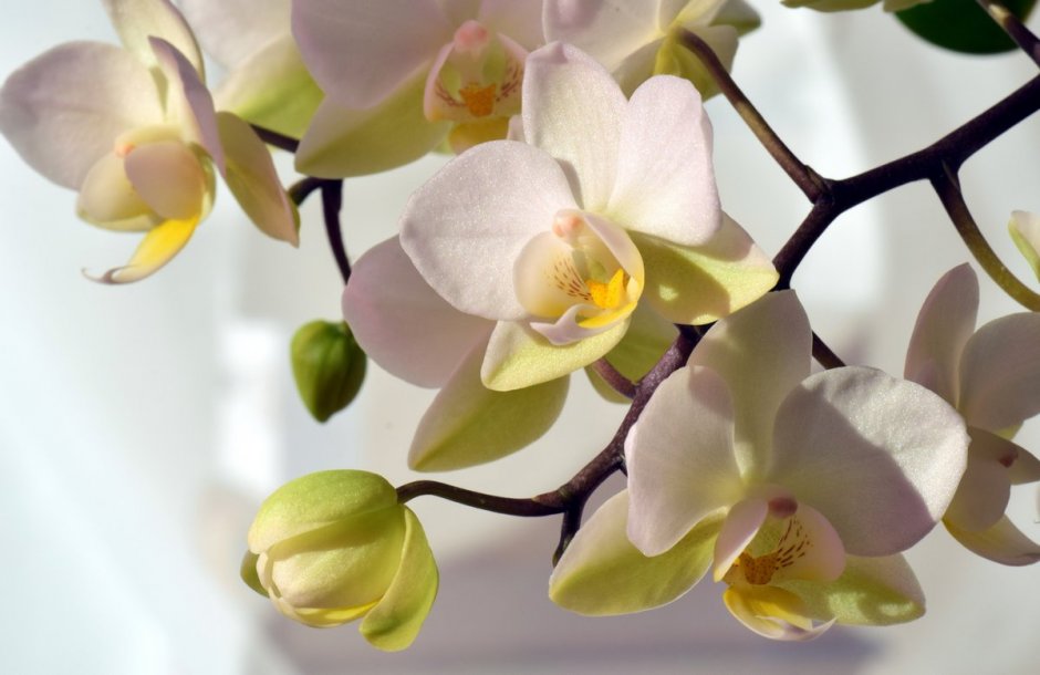 Орхидея Phalaenopsis Manila