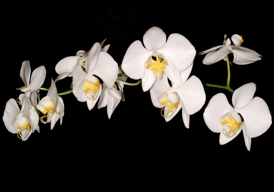 Орхидея ambiance Phalaenopsis