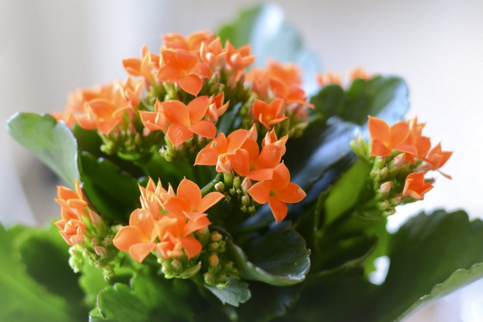 Каланхоэ трубкоцветное Kalanchoe tubiflora