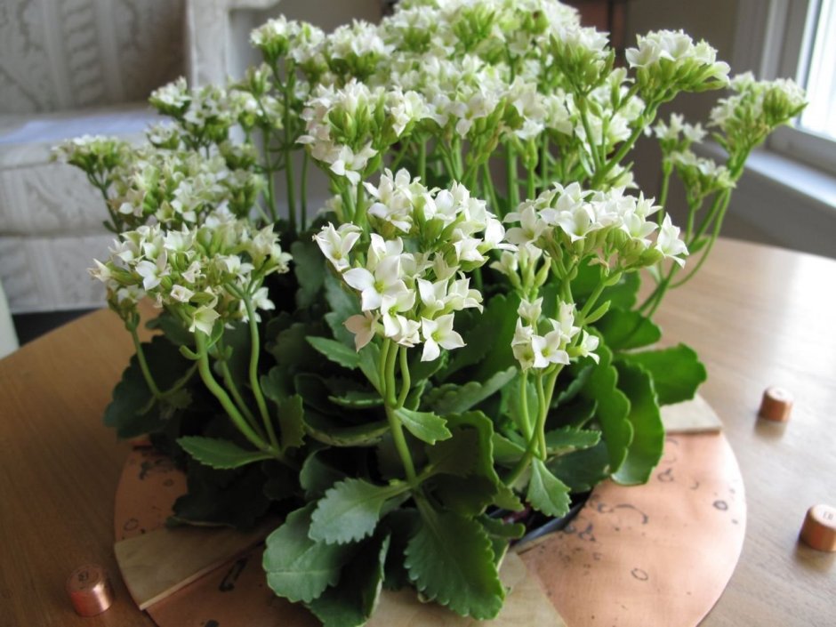 Каланхоэ крупноцветковое (Kalanchoe grandiflora)