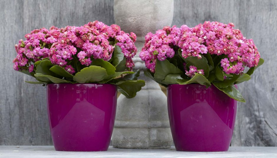 Kalanchoe blossfeldiana