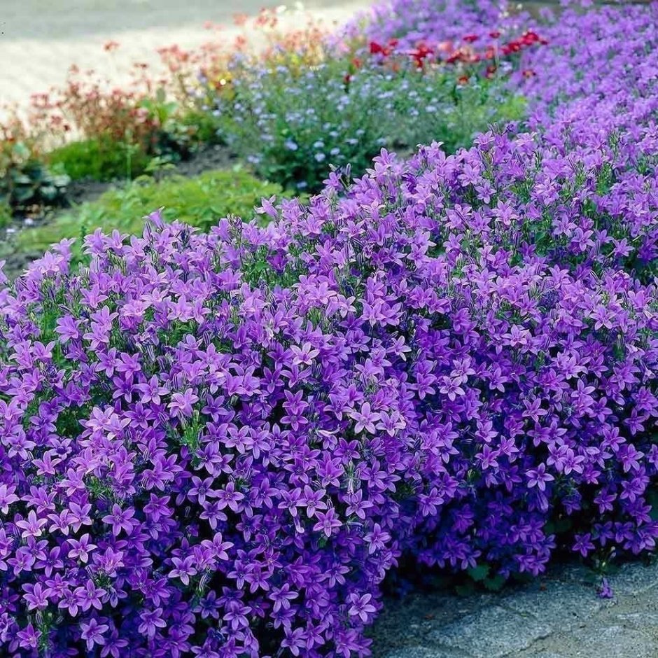 Колокольчик Портеншлага (Campanula portenschlagiana)