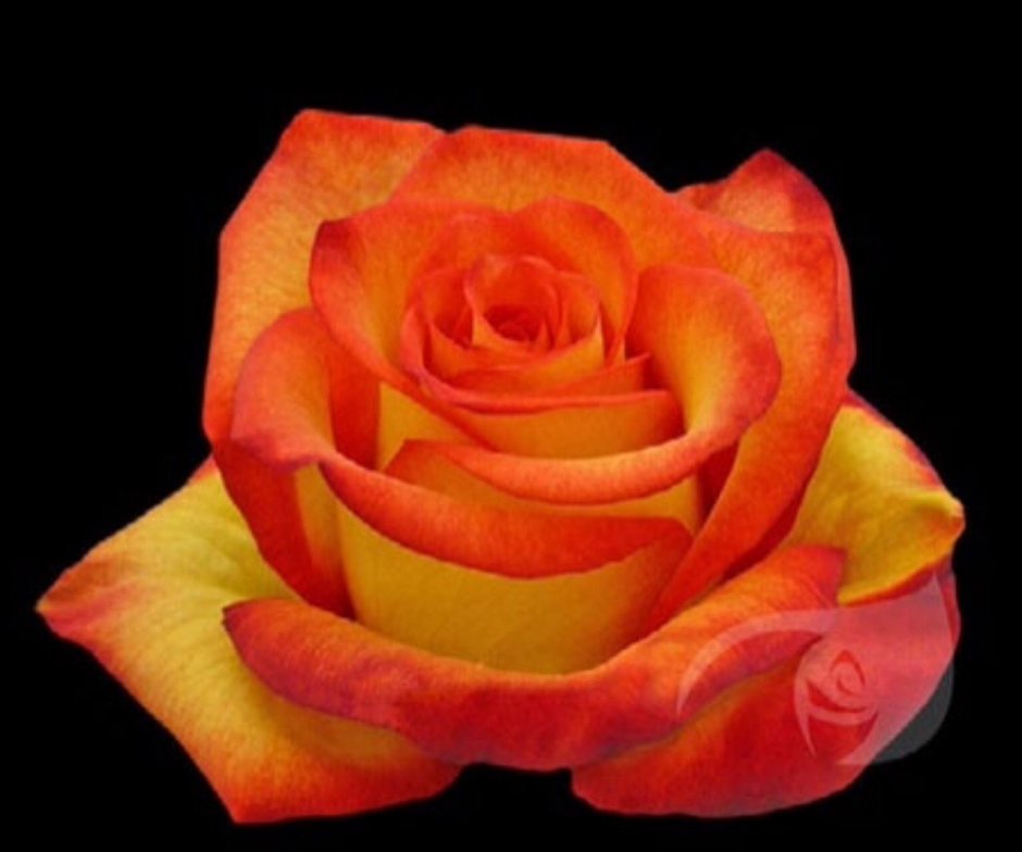 Роза чайно-гибридная оранж Мэджик
