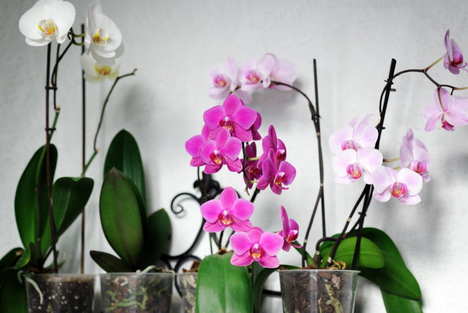 Фаленопсис Phal Yellow