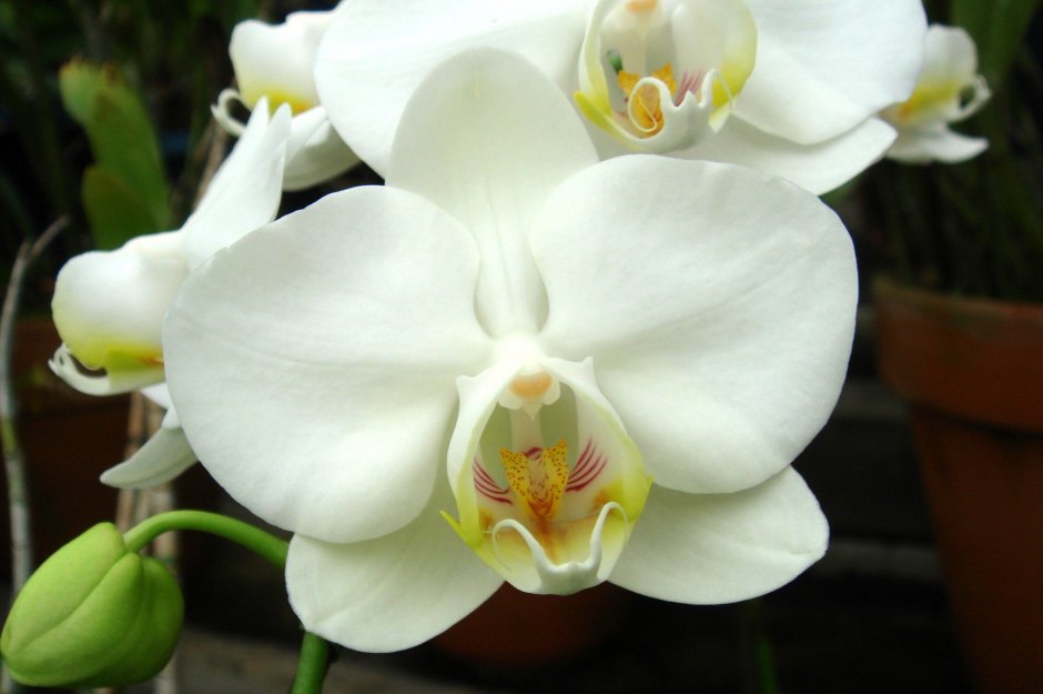 Фаленопсис Амабилис Phalaenopsis amabilis