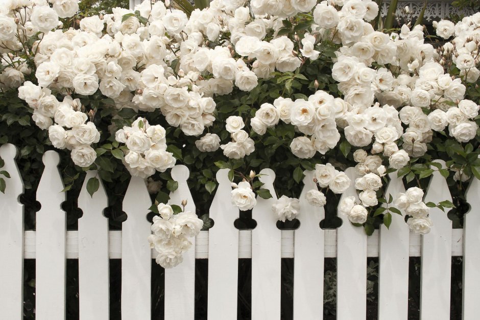 Плетистая роза на белом заборе