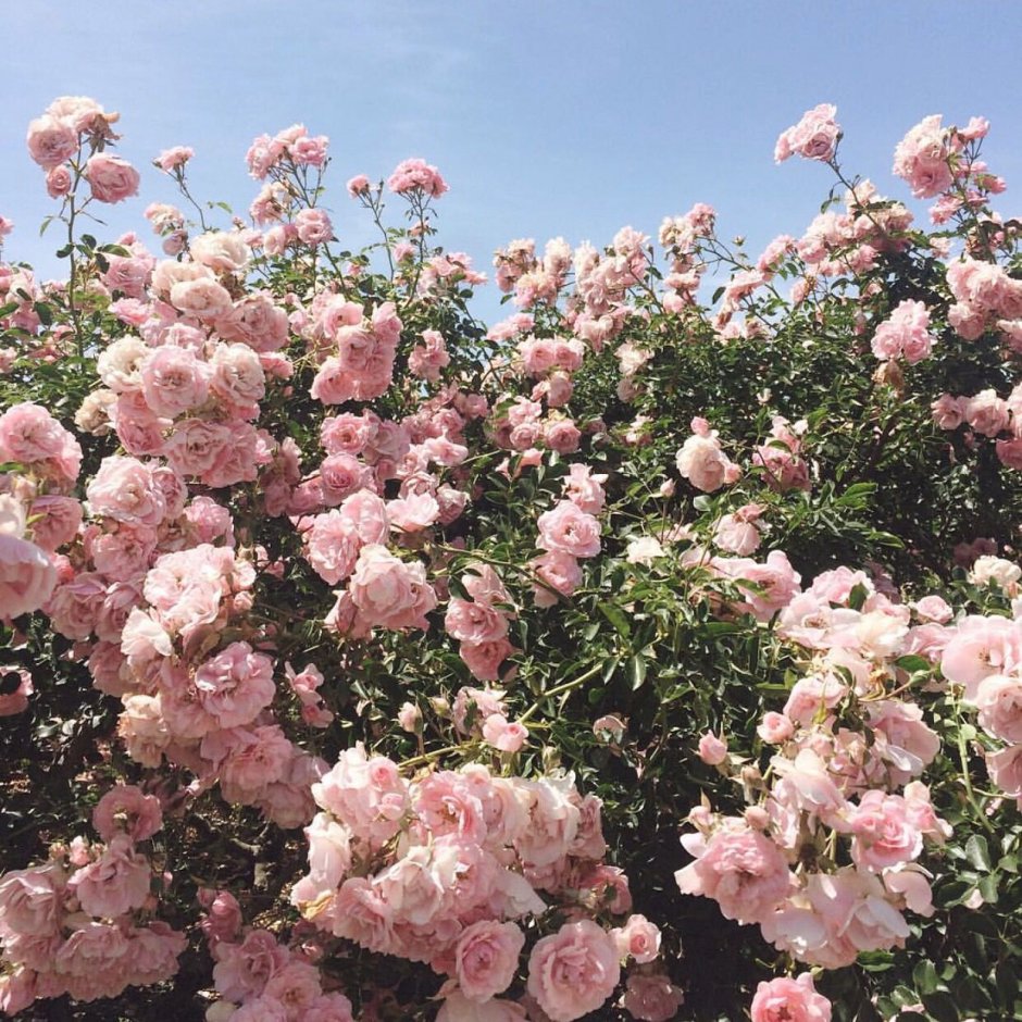 Куст персиковых роз