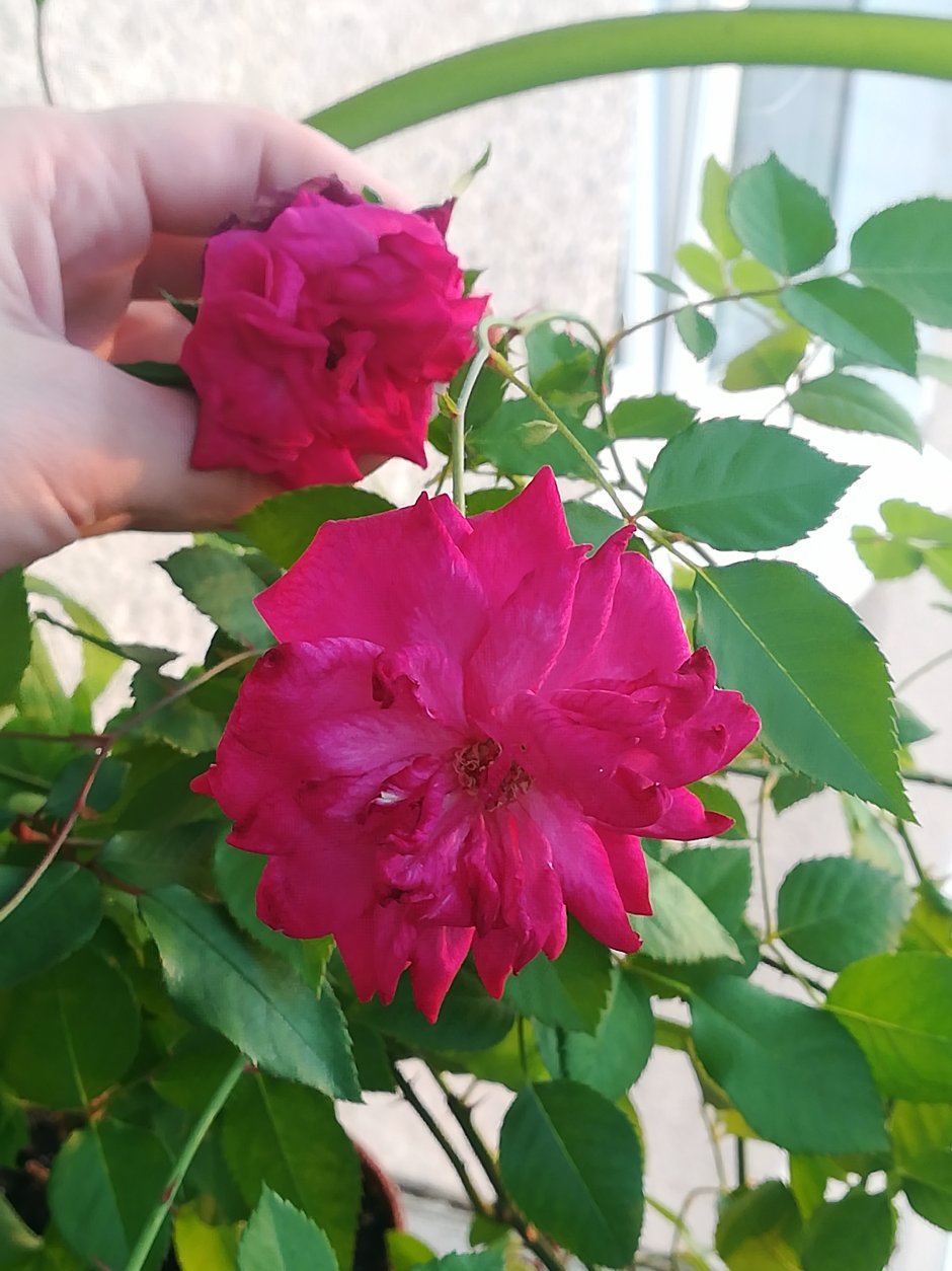 Бенгальская роза венгерка