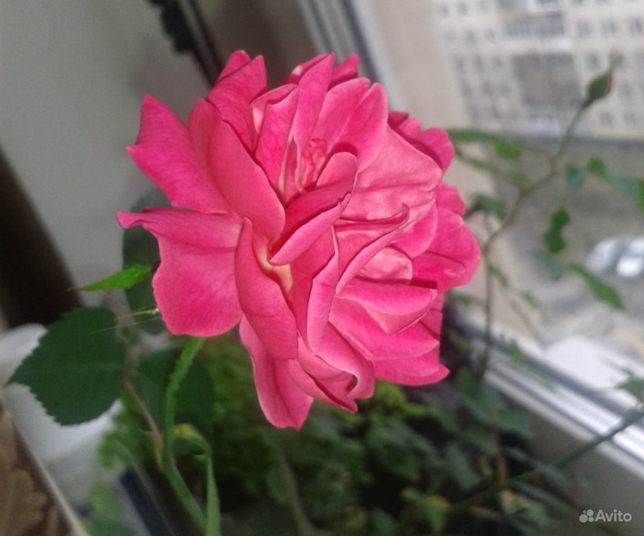 Роза Бенгальская комнатная малиновая