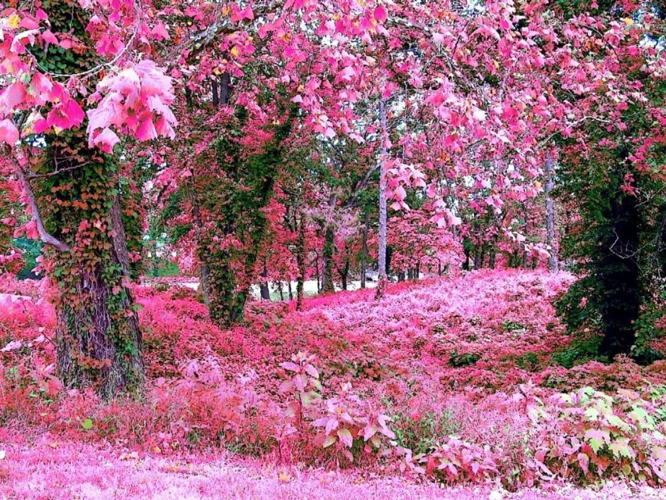 Сад в розовых тонах