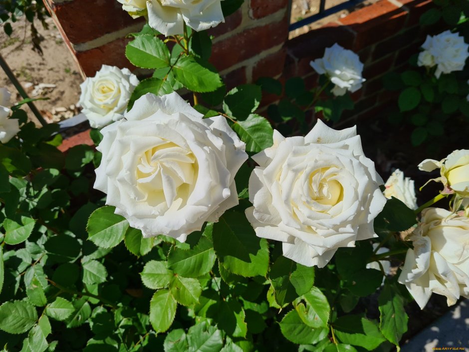 Роза бенгалка белая