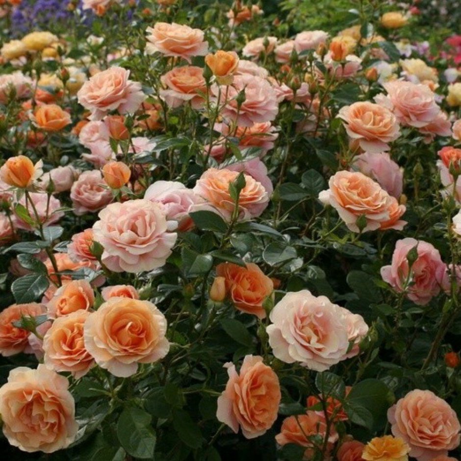 Роза флорибунда бенгали