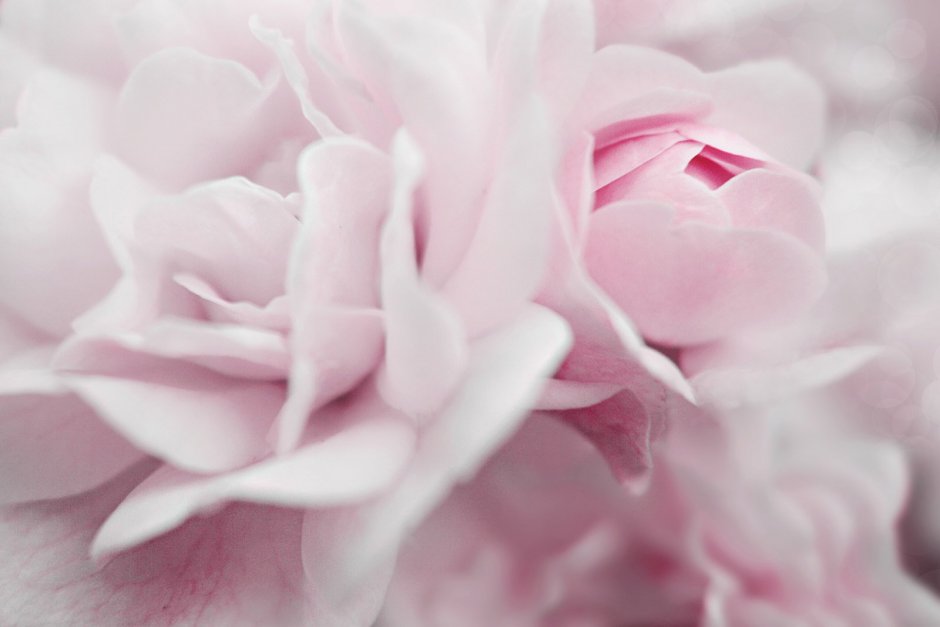Бело розовый сад