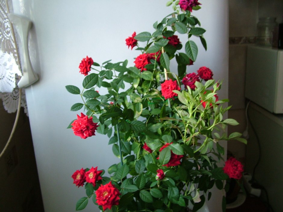 Бенгальская роза комнатная