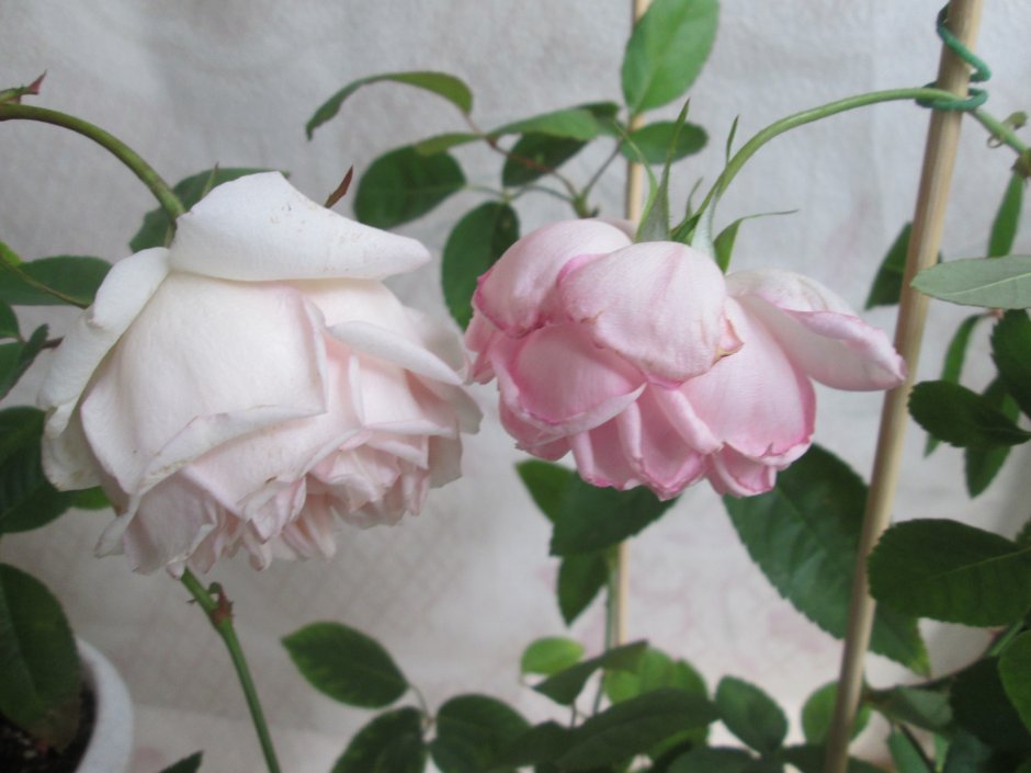 Роза Бенгальская белая