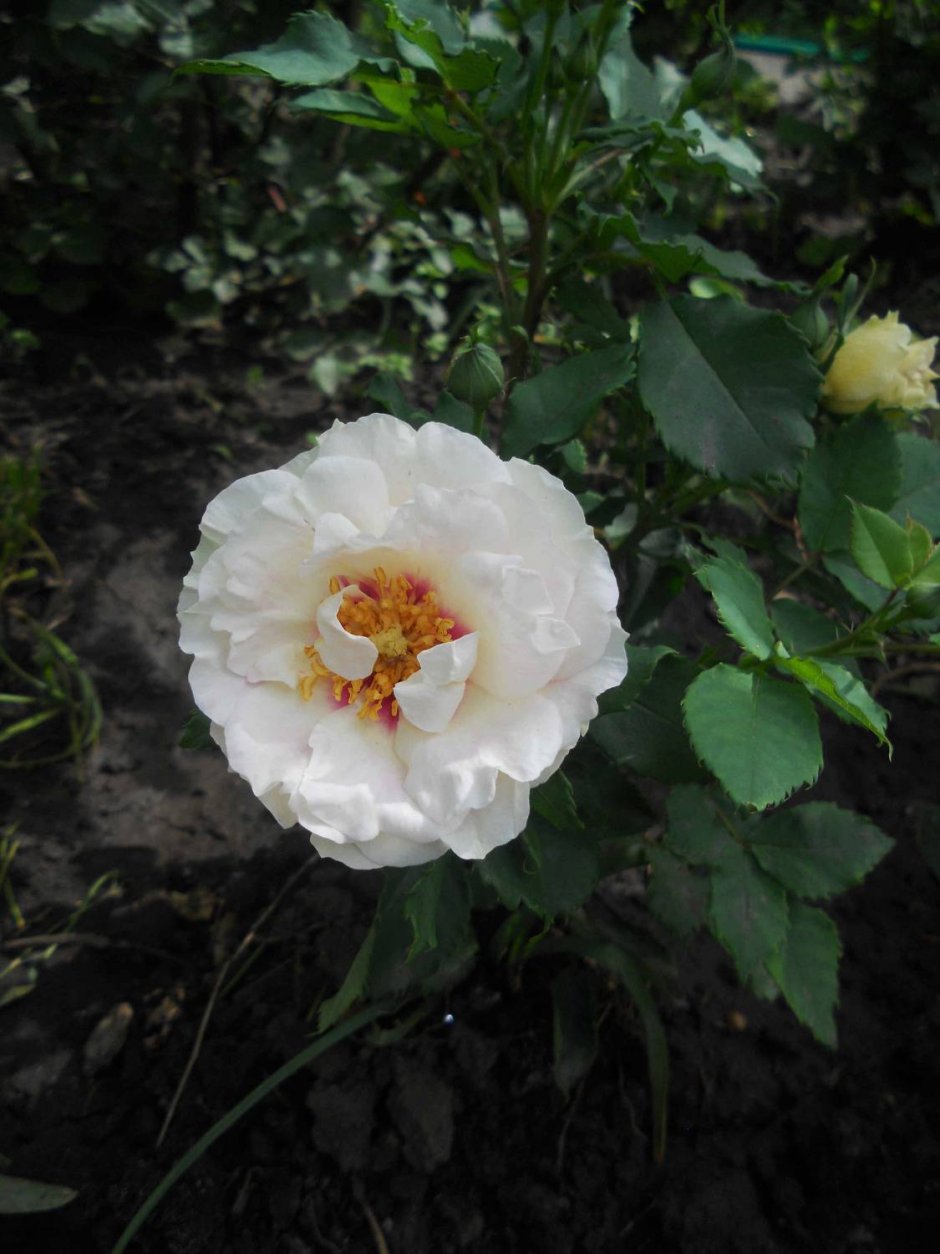 Бенгальская роза кремовая