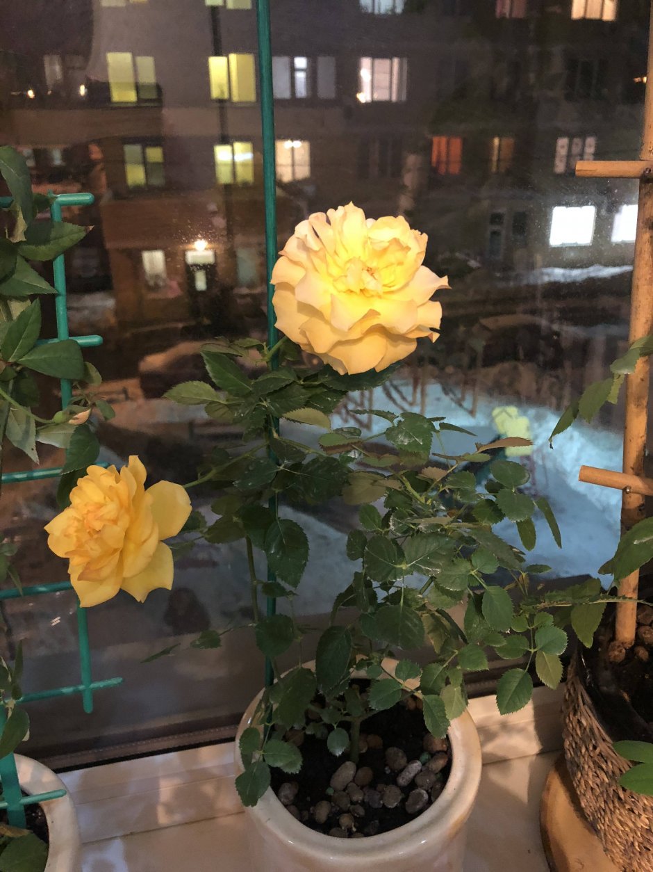 Роза Бенгальская желтая