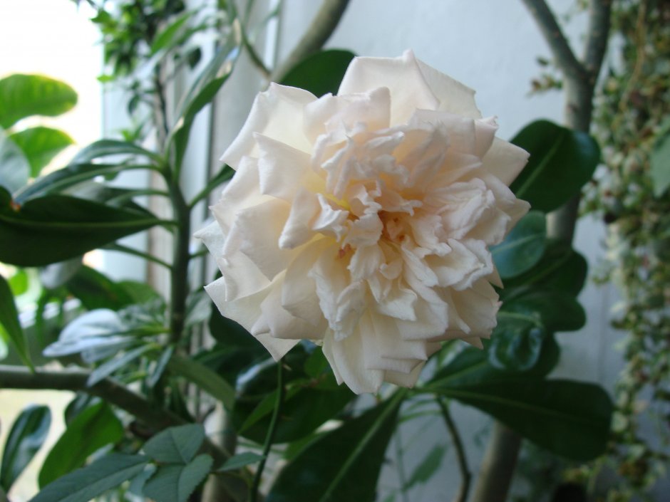 Роза Бенгальская ароматная