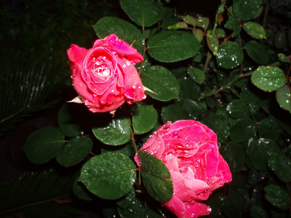 Роза Бенгальская розовая