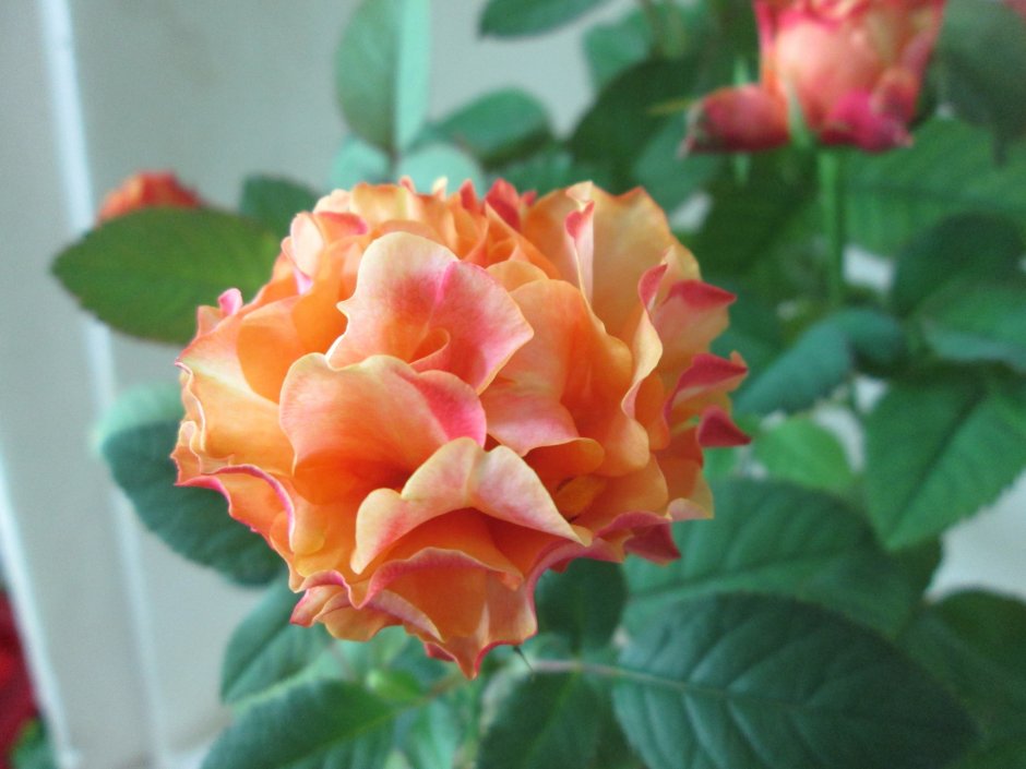 Бенгальская роза комнатная