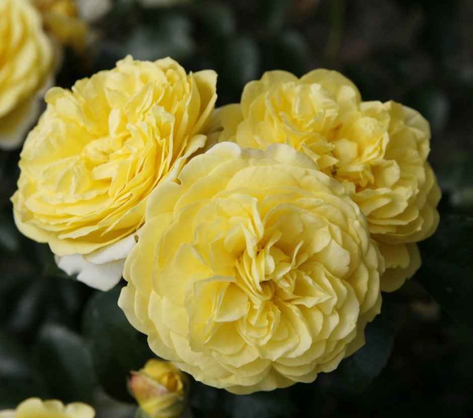 Желтые розы флорибунда сорта