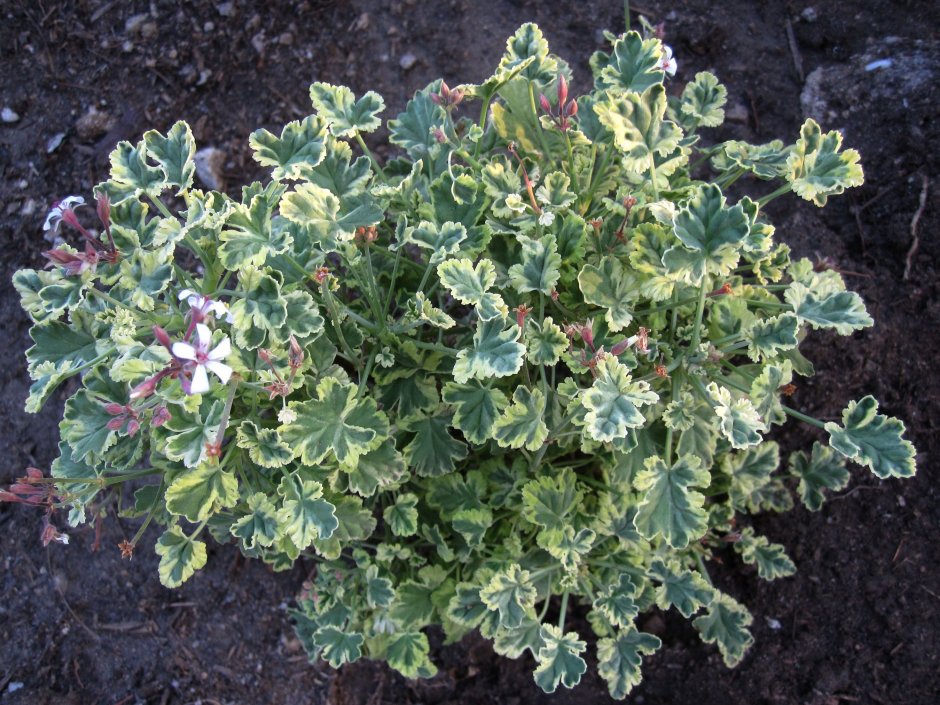 Пеларгония variegated