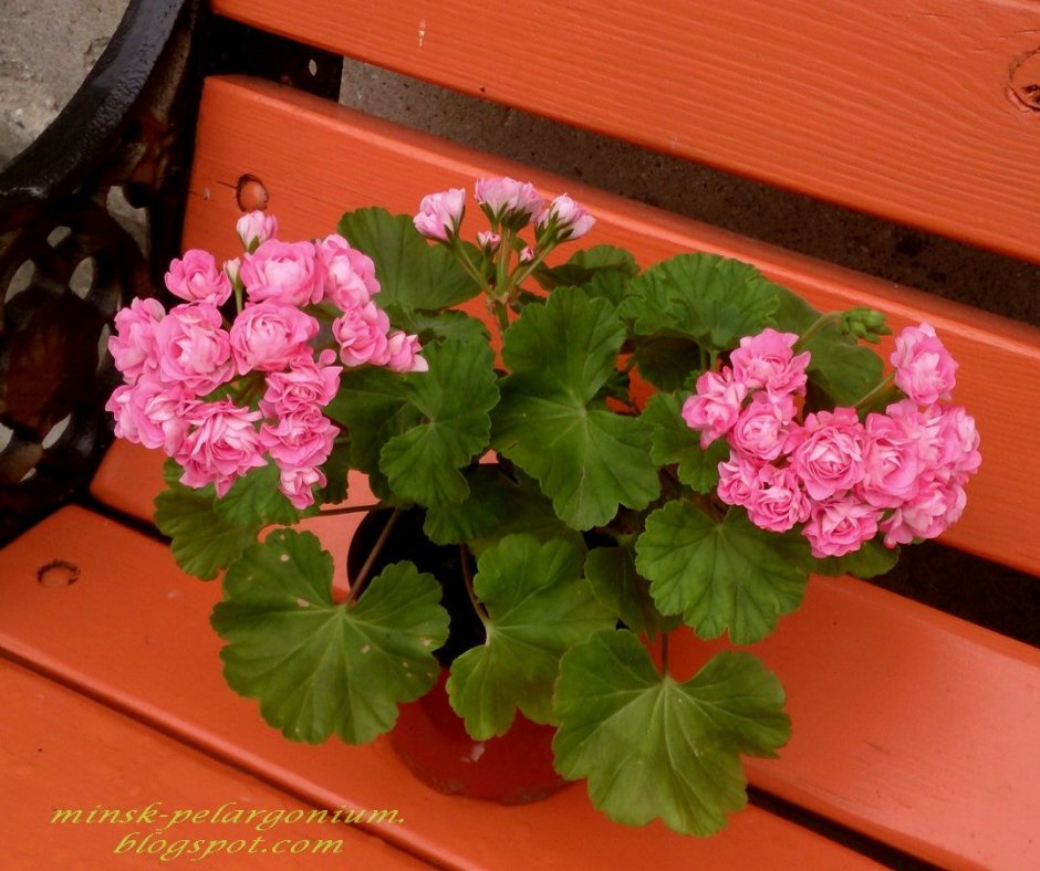 Пеларгония Australien Pink Rosebud