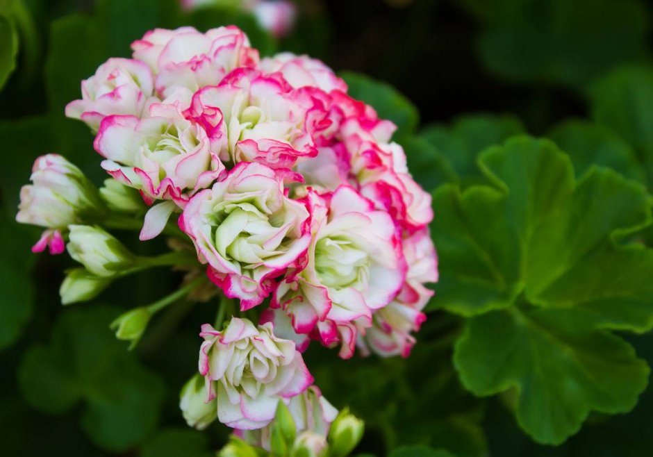 Пеларгония Appleblossom Rosebud