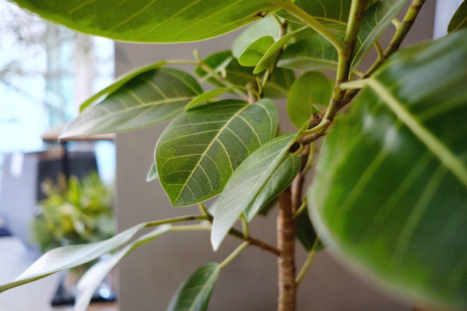 Ficus altissima Blume - фикус высочайший