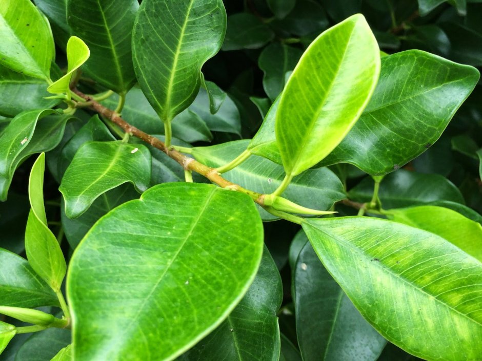 Ficus microcarpa nitida