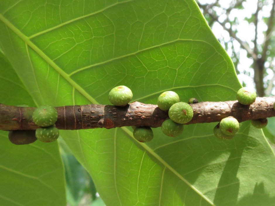 Ficus SP. Камбоджа