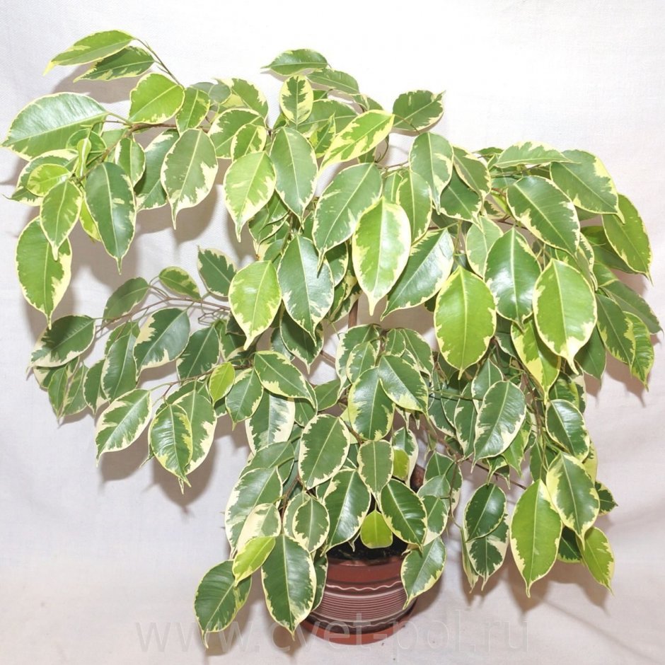 Фикус Голден Кинг Ficus Golden King